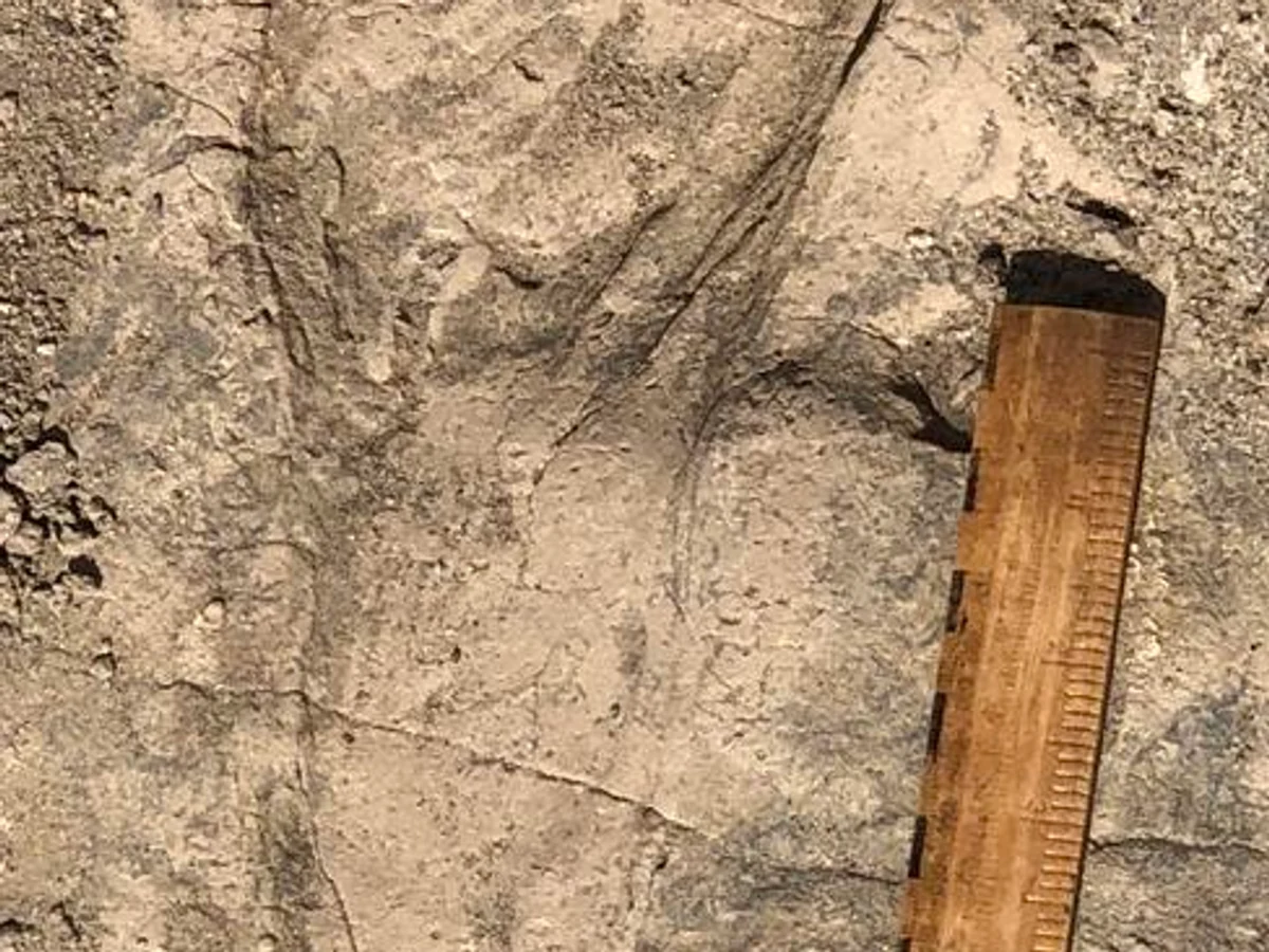 A large fossil hominin footprint is visible in compact sediment beside a measuring scale.